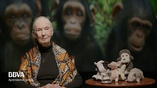 VO Complete Life lessons of an indomitable spirit Jane Goodall primatologist [upl. by Greyson]