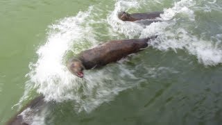 Longleat Jungle Cruise  Sea Lions Gorillas amp Hippos [upl. by Tihor]