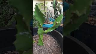 Euphorbia tortilis euphorbia succulent suckyplants plants garden gardening vlogvideo shorts [upl. by Eirrok]