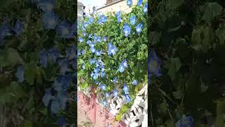 Ipomoea tricolor ipomoea shorts вьюнок рослини flowers [upl. by Ddej]