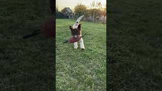 Lagotto romagnolo Fellini [upl. by Mandeville]