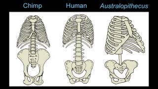 CARTA The Upright Ape Bipedalism and Human Origins Footprints Body Form and Locomotion [upl. by Amihc]