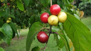 Eating Rukam Masam Flacourtia inermis [upl. by Moffitt]