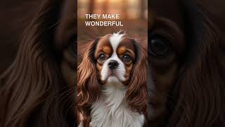 The Cavalier King Charles Spaniel is a great dog [upl. by Eserahs]