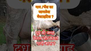 diagnosis of coliform mastitisshrikrishnacassettes01shubhamgoriharyana7071VetVisitcow [upl. by Nnad]