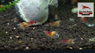 Calceo Bee Golden Dragon Caridina shrimp feeding on Breeders select [upl. by Halima102]