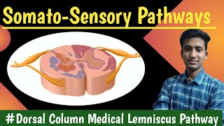 Dorsal Column Medial lemniscus pathway Anterolateral Pathway  CNS Physiology hindi Ashish [upl. by Jonette]