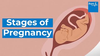 How your baby develops  Stages of pregnancy  Bupa Health [upl. by Spiro490]