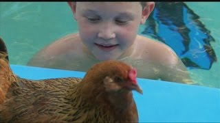 Egg shortage price hike prompts some to raise chickens [upl. by Meeks827]