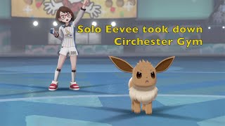 Can an Eevee take down Circhester gym alone  Pokemon Sword amp Shield [upl. by Lehplar]