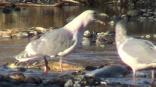 Glaucouswinged Gulls Calling and Squabbling [upl. by Thomasine]