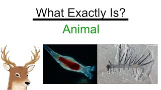 What Exactly is Animal  The Basic You Might Never Thought [upl. by Lovash349]