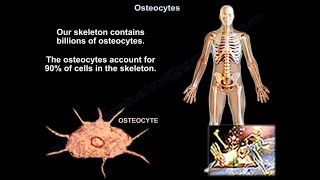 Osteocytes  Everything You Need To Know  Dr Nabil Ebraheim [upl. by Teria443]