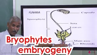 17Botany  Kingdom plantae  Bryophytes embryogeny [upl. by Ashling]