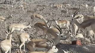 BARBARY SHEEP FIGHTING WITH ARABIAN ORYX [upl. by Maximilien]