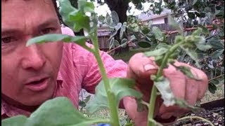 Harvesting Everlasting Perennial New Zealand Spinach Vegetable Seeds [upl. by Just706]