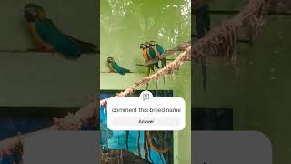 macaw 🦜 parrot sm birds and pets birds macaw bird [upl. by Iila]