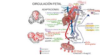 Circulación fetal ACTUALIZACIÓN 2024 [upl. by Notyalc]