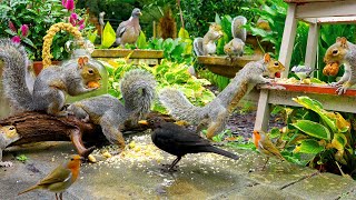 Beautiful Wildlife for Pets 🕊️ Beautiful Birds amp Squirrels by the Bottles 🐿️ Nature Videos for Pet [upl. by Ibrek193]