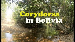 Corydoras in nature  habitat in Bolivia with common green cory catfish  Corydoras aeneus [upl. by Kauppi]