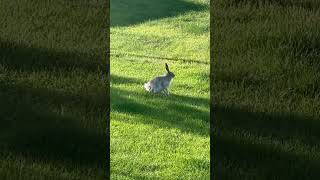 Jack Rabbit alberta [upl. by Merralee]