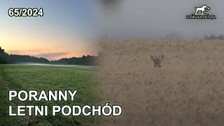 Letni poranny podchód za rogaczami  SUDECKA OSTOJA 652024 roe deer hunting in poland [upl. by Polard]