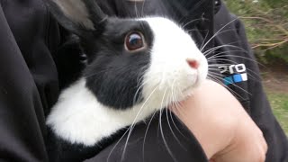 Rabbit Vlog Going Outside [upl. by Ellemrac]