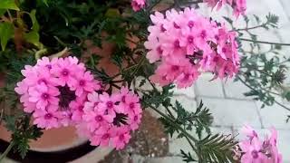 Look at this beautiful pink flowerflowerseason blumen květiny fiori flores fleur [upl. by Dagmar]