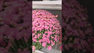 Mum season so beautiful with those assorted colours mum flowers fallseason viralvideo [upl. by Orit818]