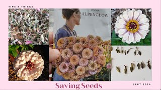 Saving Zinnia Seeds [upl. by Ahseeyt]