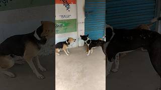 Dog Fighting 🐶 dog like subscribe love youtubeshorts life youtube [upl. by Nawed987]