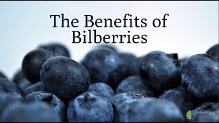 The Benefits of Bilberries [upl. by Nohj]