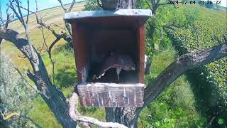 July042024 l Common Kestrel Nest Cam Mother Birds Brings Food To Feed Her Babies In Their Nest [upl. by Eiramrebma473]