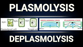 PLASMOLYSIS  DEPLASMOLYSIS  FUNCTION OF PLASMA MEMBRANE CLASS9TH  CLASS11TH  BIO POINT [upl. by Armitage]