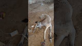 treatment medicine veterinary need glucose fluid therapy cow gaushala gauseva [upl. by Shelby3]