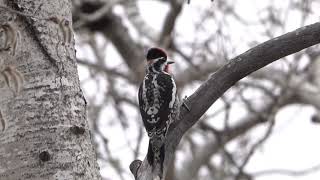 Red naped Sapsucker1 [upl. by Lord]