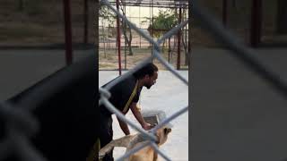 Lion Reaction When Reunited with his caretaker lion wildlife daredevil [upl. by Elsy]