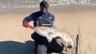 Nonstop Fall Striped Bass Surf Bite NJ [upl. by Ivory718]