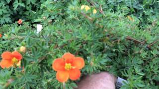 Potentilla Hopleys Orange [upl. by Jerad958]