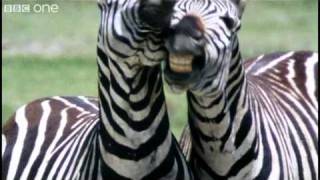 Funny Talking Animals  Walk On The Wild Side  Series 2 Episode 1 preview  BBC One [upl. by Lamarre]