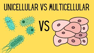 Unicellular and Multicellular Cells [upl. by Cadman]