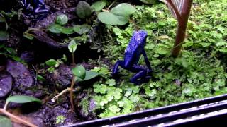 Dendrobates Tinctorius Azureus feeding 8 minutes [upl. by Suoilenroc]