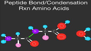 Biochemistry Condensation ReactionPeptide Bond formation of Amino Acids JUST 3 STEPS [upl. by Ninaj]