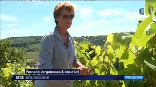 BourgogneFrancheComté  la Région va aider les vignerons à lutter contre le gel [upl. by Idham504]