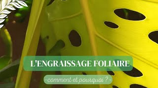 Les engrais en foliaire 🌿 Comment  Pourquoi [upl. by Annoet]