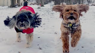 Cockapoos 🐶🐶 Running at the Camera Through the Snow ❄🌨 [upl. by Lowery]