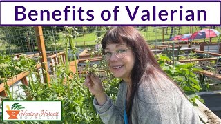 Benefits of Valerian [upl. by Ailido]