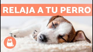 MÚSICA para PERROS con ANSIEDAD 🐶🎶 ¡Relaja a tu Perro Nervioso o Inquieto ✅ [upl. by Atenahs734]