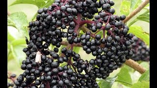 DIY Elderberry syrup from Pure Elderberry Juice [upl. by Aihceyt]