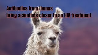 Antibodies from llamas bring scientists closer to an HIV treatment [upl. by Latsirhc400]